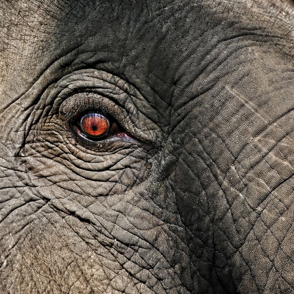 gray elephant eye